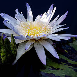 Waterlily Tropical Bloom by Julie Palencia