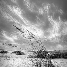 Waving in the Dune Wind II Black and White by Debra and Dave Vanderlaan
