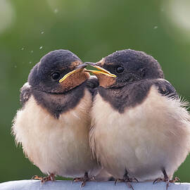 We Are One - Barn Swallow Babies by Roeselien Raimond