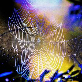 Web A Magical Weave