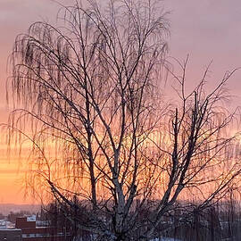 Weeping Birch Sunrise by Judy Dimentberg