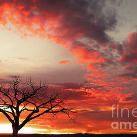 Welcome Tree with a Sunset of Fire