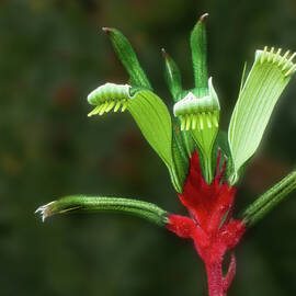 Western Australia Floral Emblem - Kangaroo Paw by Deane Palmer