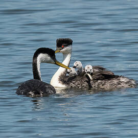 Western Grebe Triplets by Loree Johnson