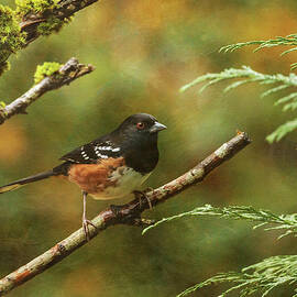 Western Spotted Towhee by Angie Vogel
