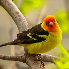 Western Tanager in a Colorado Garden by Gerald DeBoer