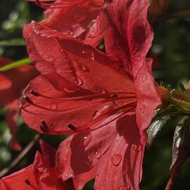 Wet, red azalea blossom by Thomas Brewster