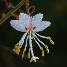 Wet With Dew by Ray Silva