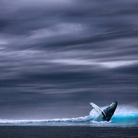 Whale, ocean  by Monica Novelle