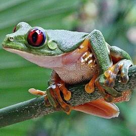 What is that - Tree Frog by Jurgen Bode