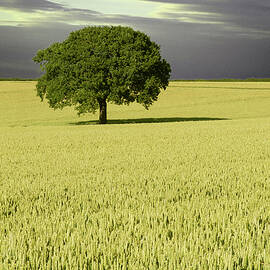 Wheat Field Tree