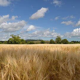 Comber Wheat Field Landscape by Neil R Finlay