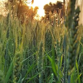 Wheat field. by Rupinder Singh