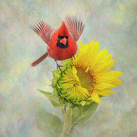 When Cardinals Appear - Sunflower Bloom by Patti Deters
