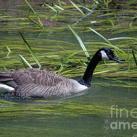 When The Water Gets Shallow by Gary Shindelbower