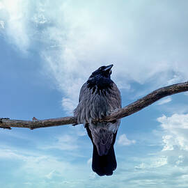When will I be an Eagle by Aleksandrs Drozdovs
