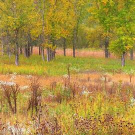 Where Prairie and Woodland Meet  by Lori Frisch
