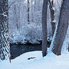 Where Snowfall Lands by Rachel Cohen