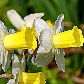 Wild Daffodils  by Lyuba Filatova