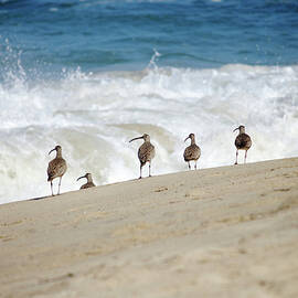 Whimbrels   Shorebirds on California Beach by Nancy Jacobson