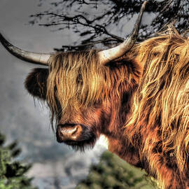 Whisky Gold Scottish Highland Cow