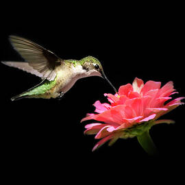 Whispering Hummingbird Square by Christina Rollo
