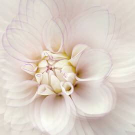 White and Pink Dahlia by Terry Davis