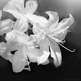 White Azalea Flowers Black and White by Jennie Marie Schell