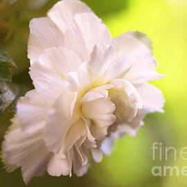 White begonia