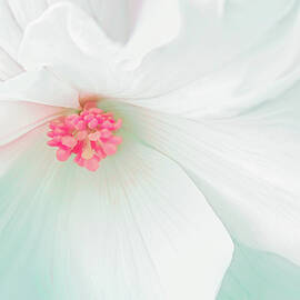 White Begonia Flower Abstract  by Jennie Marie Schell