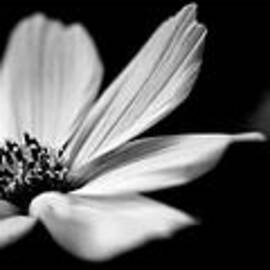 White Cosmos Triptych by Renata Natale