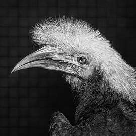 White Crowned Hornbill, Portrait In Black And White by Elvira Peretsman