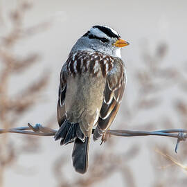 White-crowned Sparrow by Candice Lowther