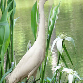 White Egret in Brooker Creek by Spadecaller