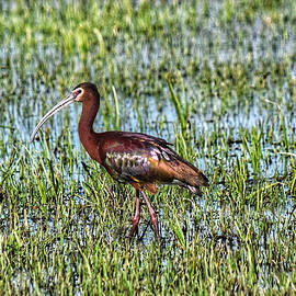 White-faced Ibis by Dana Hardy