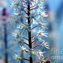 White Flower Blues by Dawn Steiger