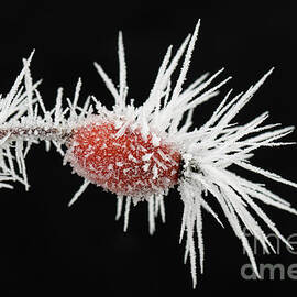 White Frost on Rose Hip by Arterra Picture Library