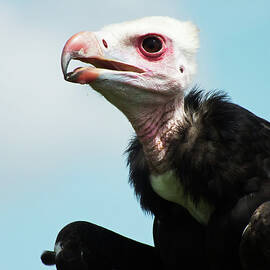 White-Headed Vulture Portrait by James Dower
