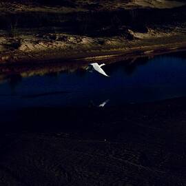 White Heron Over the Blue by Alessandro Zir