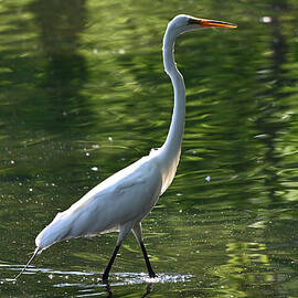 White Heron by Sharon Gucker