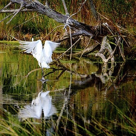 White Heron Take Off by Norma Brandsberg