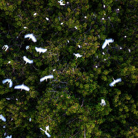 White Herring Birds