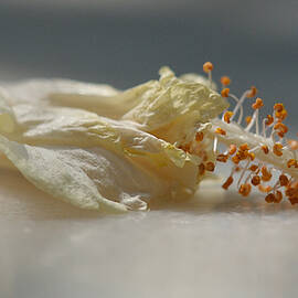 White hibiscus by Prerna Jain