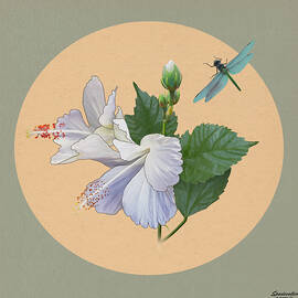 White HIbiscus with Dragonfly by Spadecaller