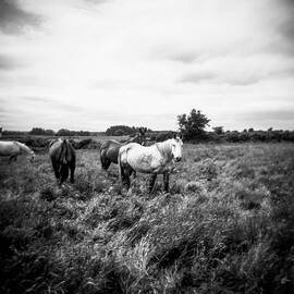 White Horse in the Irish Countryside - Black and White Film Photograph by Myles Katherine