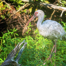 White Ibis in Swampy Area at Fort Macon State Park by Bob Decker