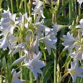 White Lilies by Kim Bemis