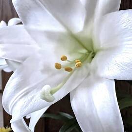 White Lily by Charlene Adler