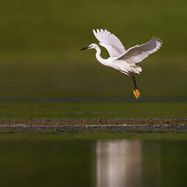 White little egret flying above the lake. by Kristian Sekulic