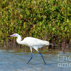 White Morph Reddish Egret by Bee Creek Photography - Tod and Cynthia